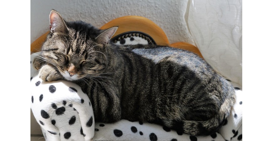 Encuentra la mejor comida para tu gato esterilizado en Yerbero Nature