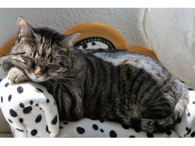 Encuentra la mejor comida para tu gato esterilizado en Yerbero Nature