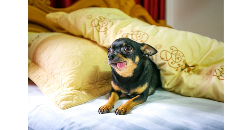 ¿Por qué el tamaño de las croquetas importa en los perros de raza mini?