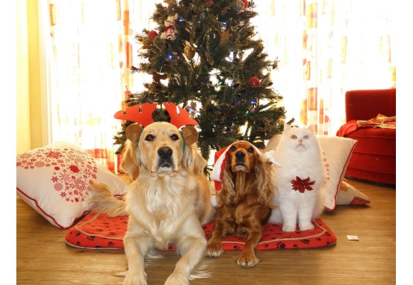 Fin de año y fuegos artificiales ¿cómo proteger a perros y gatos del ruido?