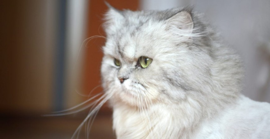 Cuidado y alimentación para gatos persas 