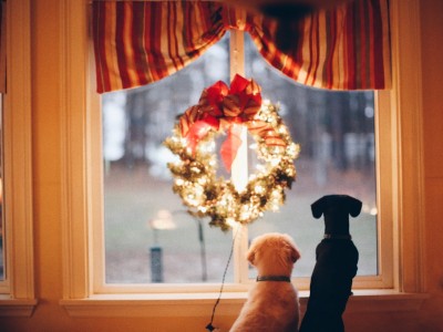 ¡Adornos navideños! Cuidado con tu mascota 