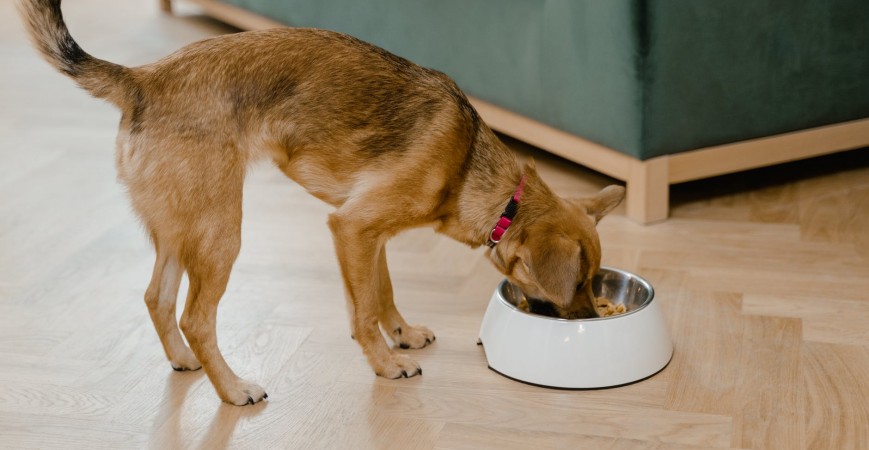 Comida para perros sin cereales ¿Cuándo comprarla?