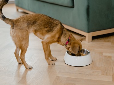 Comida para perros sin cereales ¿Cuándo comprarla?