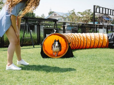 Deportes que puedes practicar con tu perro
