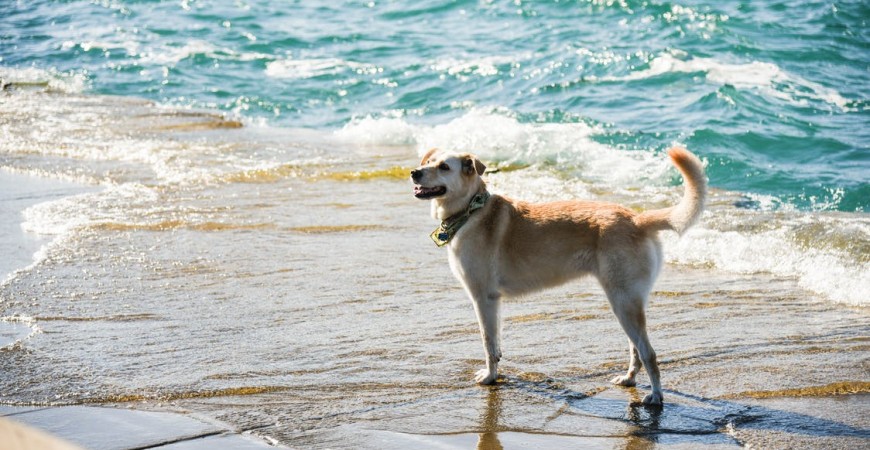 Visita estas playas caninas con tu perro en verano