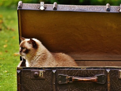 Claves para viajar con tu gato este verano