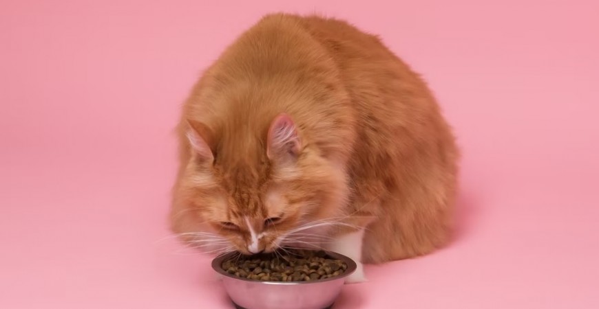 La mejor comida para gatos esterilizados 