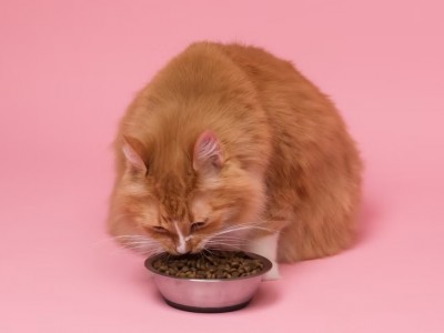 La mejor comida para gatos esterilizados 