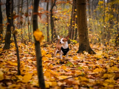 Consejos para cuidar a los perros en otoño 