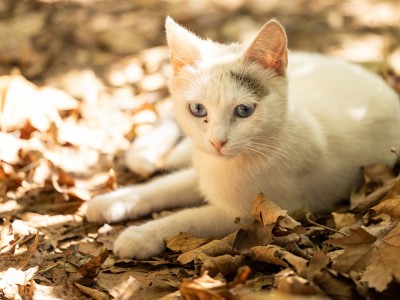 Consejos para cuidar a los gatos en otoño 