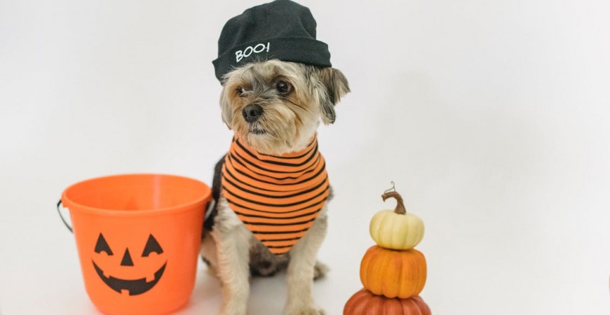 Ideas para celebrar Halloween con tu mascota 
