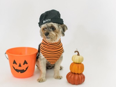 Ideas para celebrar Halloween con tu mascota 