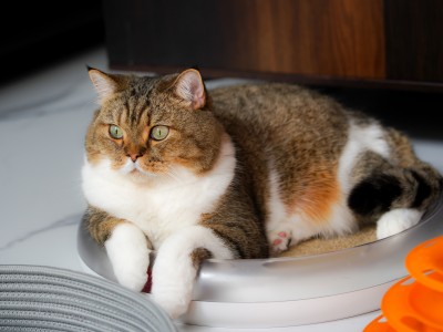 Alimentación específica para gatos esterilizados 